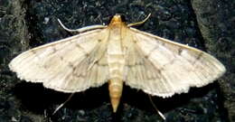 Herpetogramma theseusalis Walker 1859 resmi