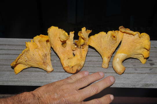 Image of Chanterelle