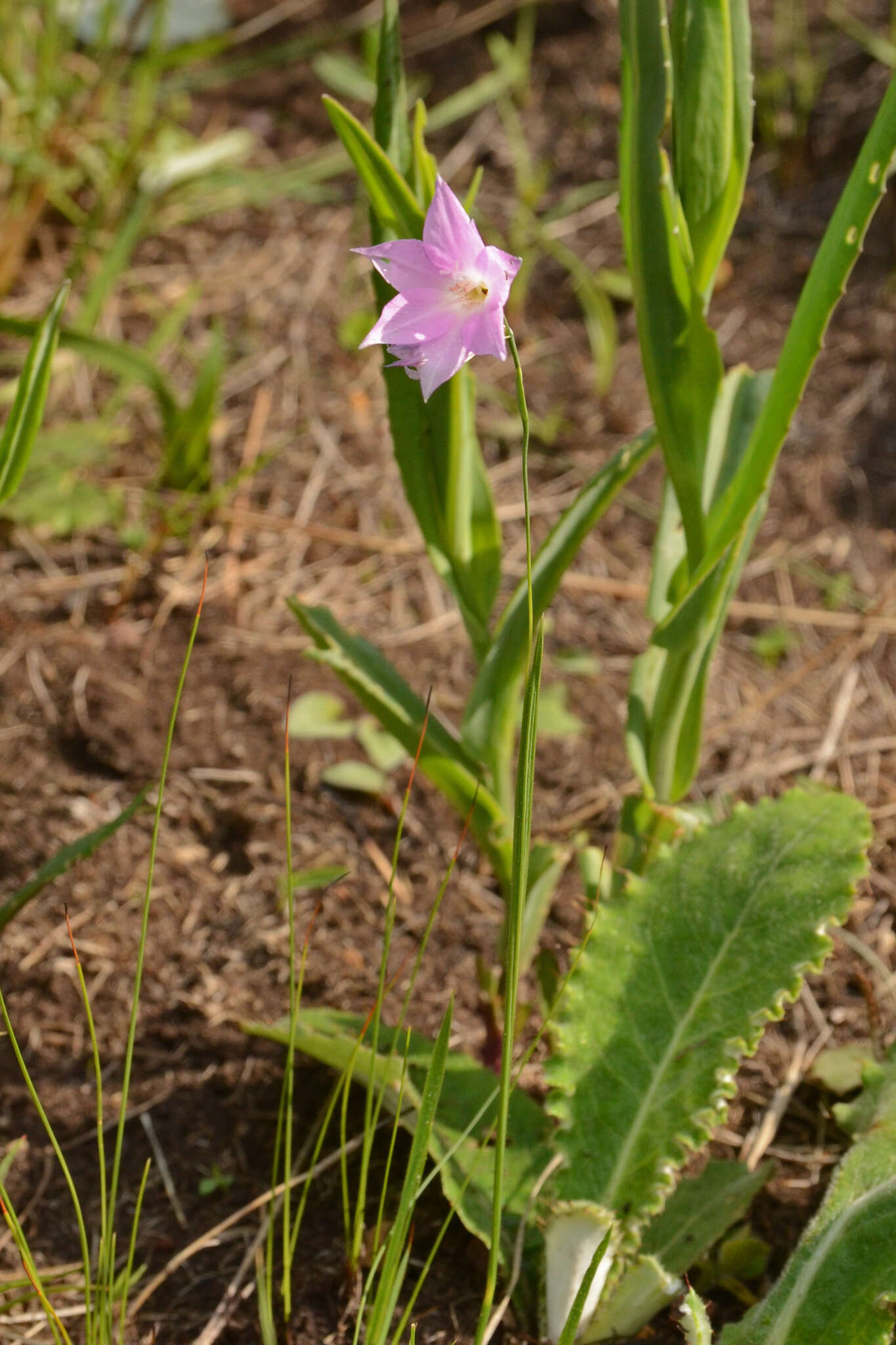 Image of Gladiolus parvulus Schltr.