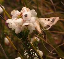 صورة Erica corydalis Salisb.