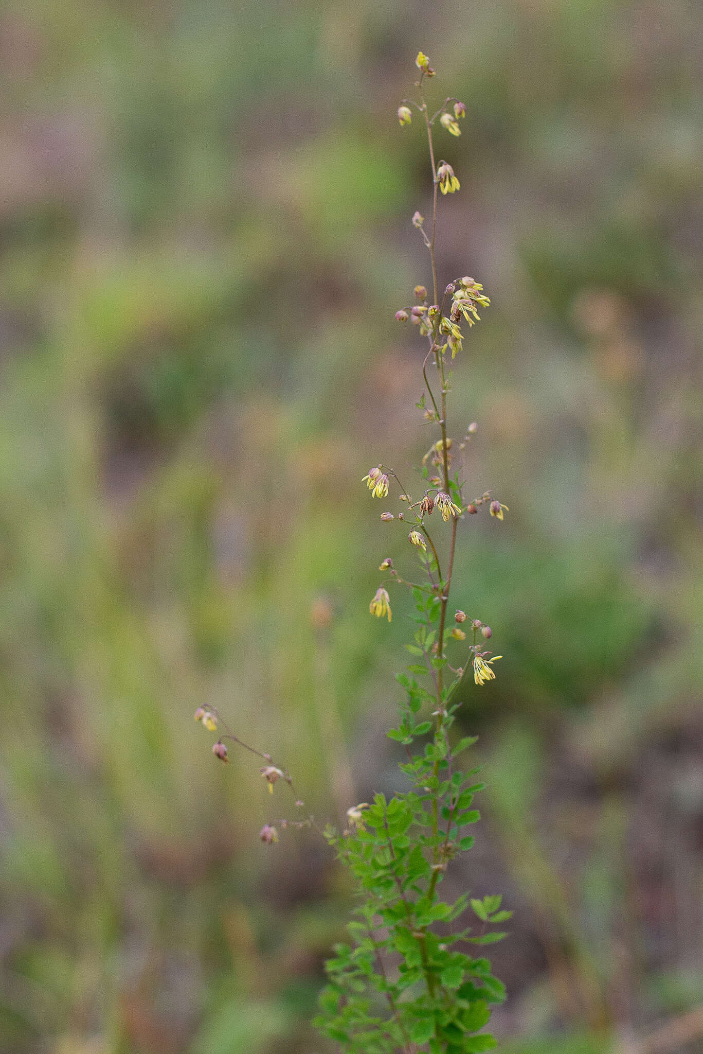 Image de Thalictrum foetidum L.