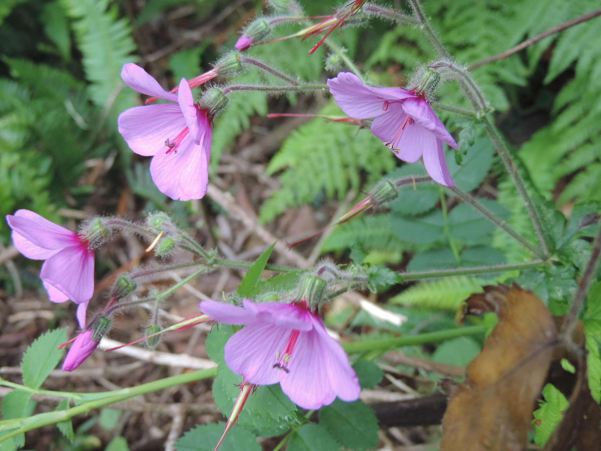 Image of Canary Island geranium