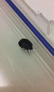 Image of Alpine shield beetle