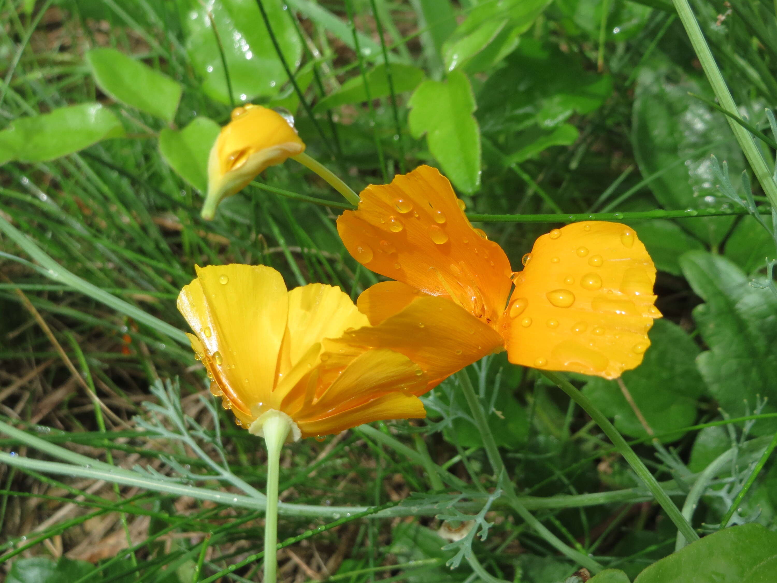 Image of California poppy