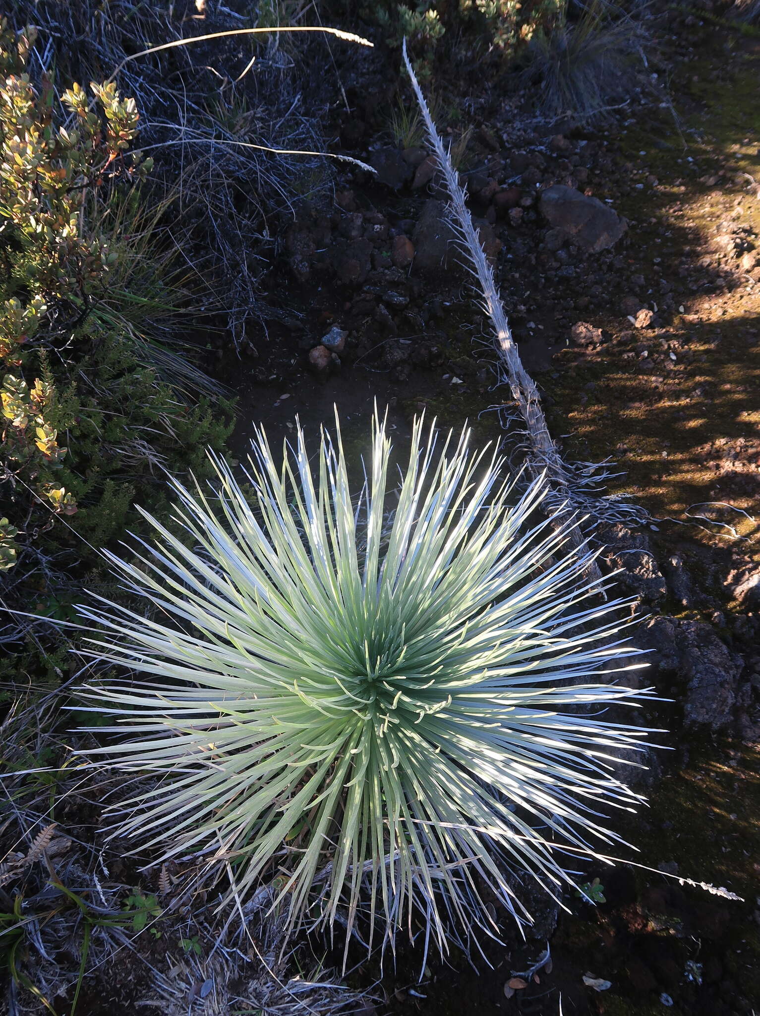 Plancia ëd Argyroxiphium kauense