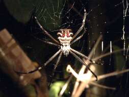 Image of Silver Argiope