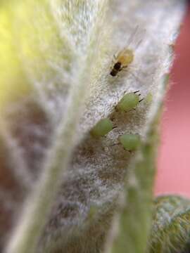 Image of Green apple aphid