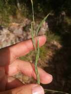 Image of thinleaf false brome