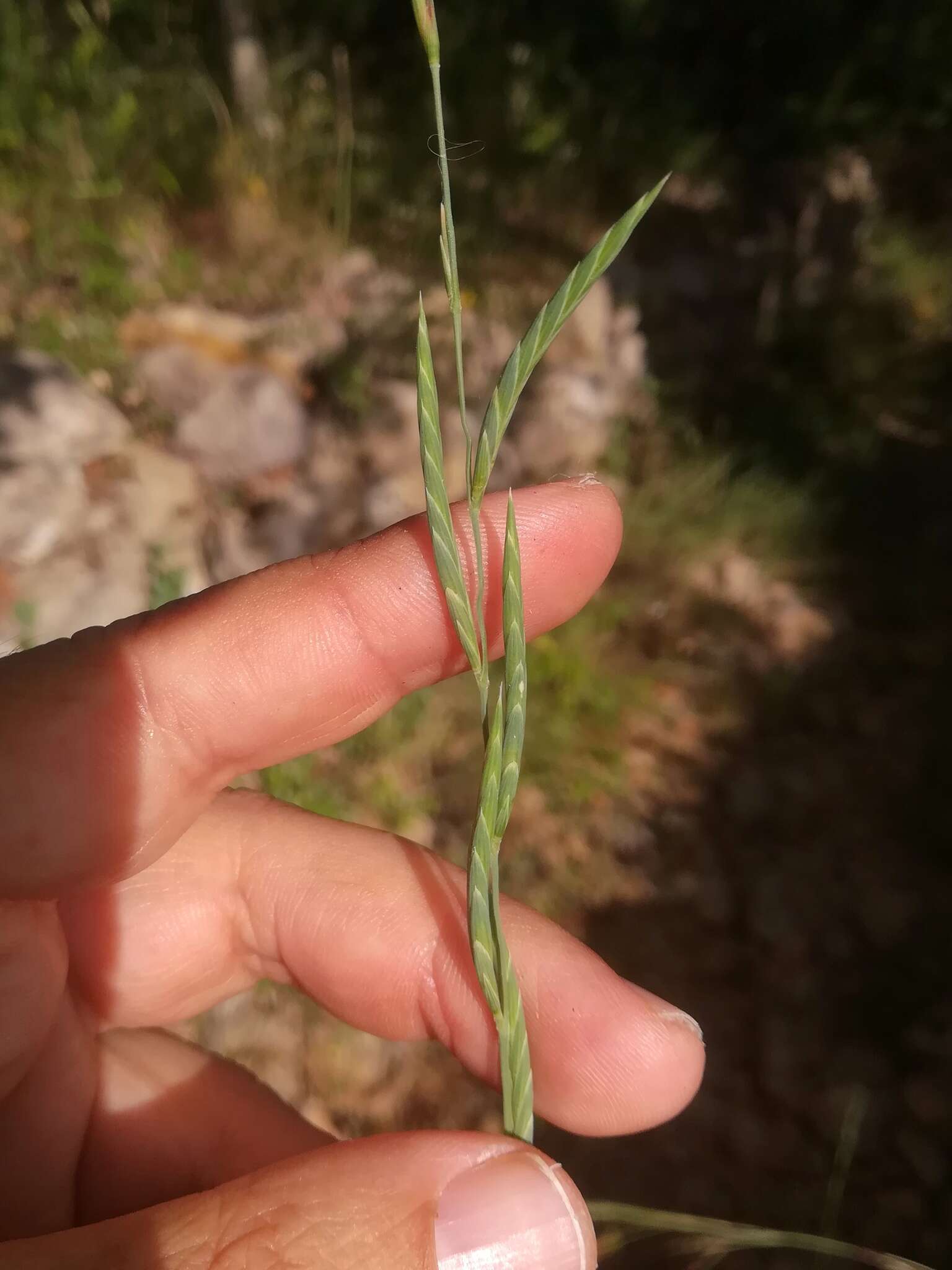 Слика од Brachypodium phoenicoides (L.) Roem. & Schult.