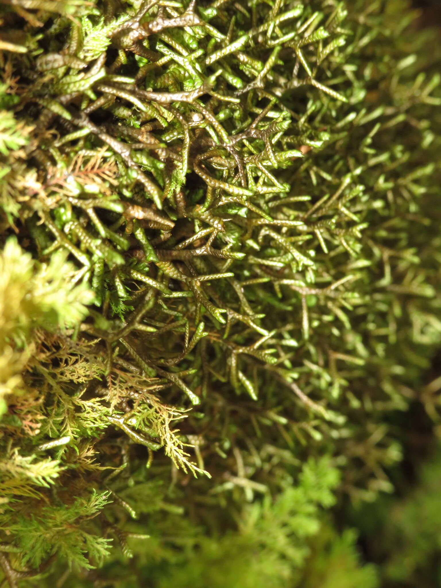 Image of Serbian liverwort