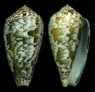 Image of Conus barbara Brazier 1898