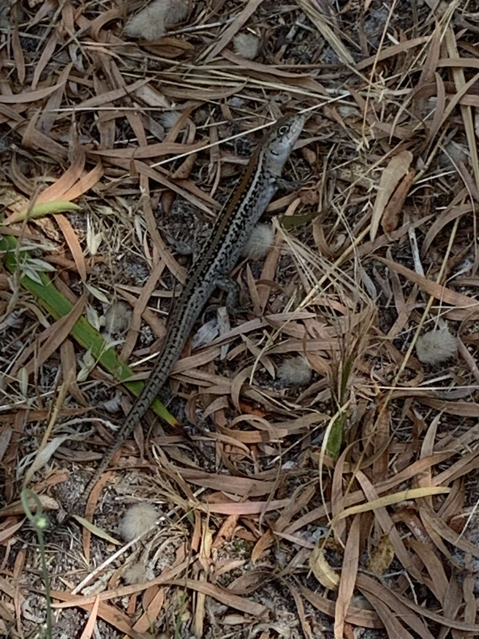 Image of South-western Rock-skink