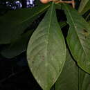 Daphnopsis costaricensis K. Barringer & Grayum resmi