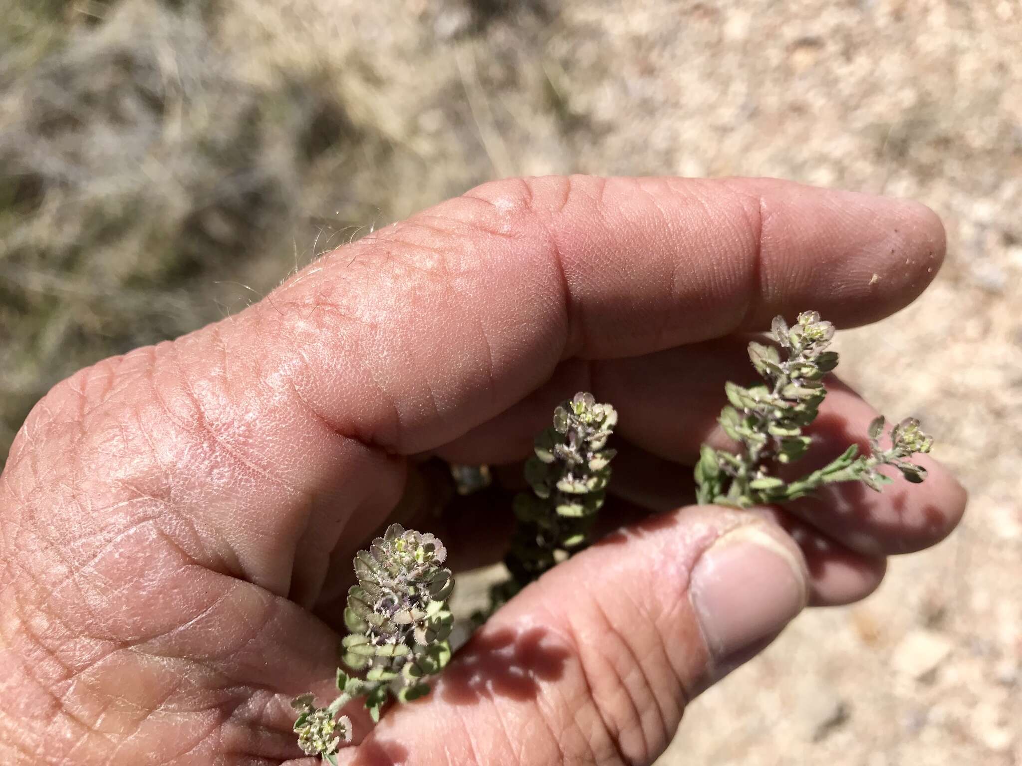 Image of shaggyfruit pepperweed