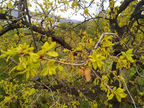 Image of Vallonea oak