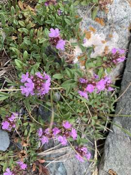 Image of Thymus seravschanicus Klokov