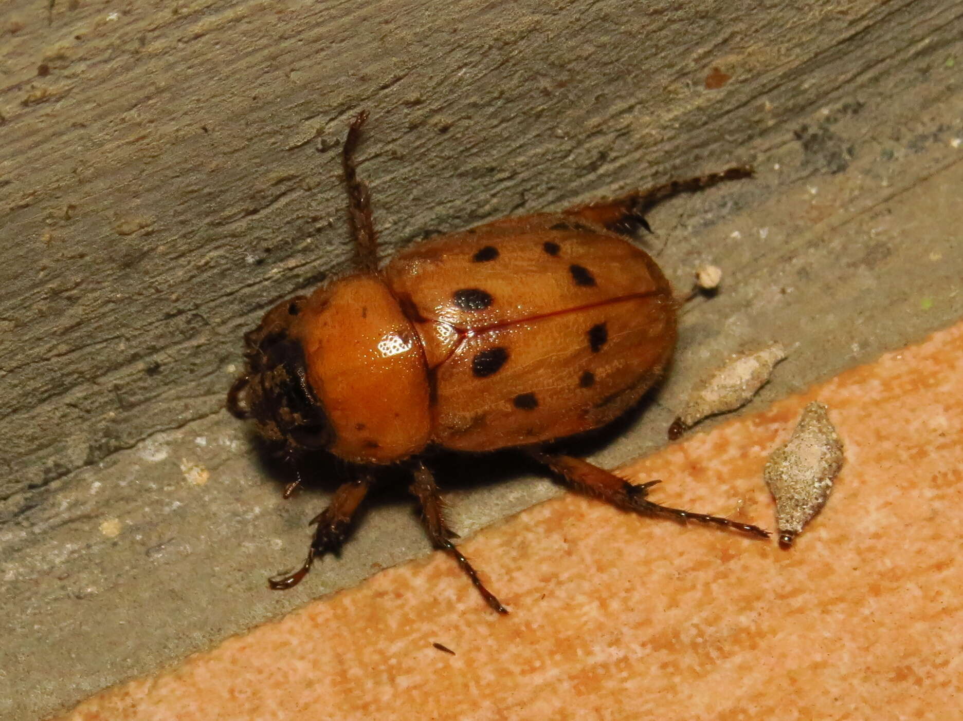 Image of Cyclocephala sexpunctata Castelnau 1840