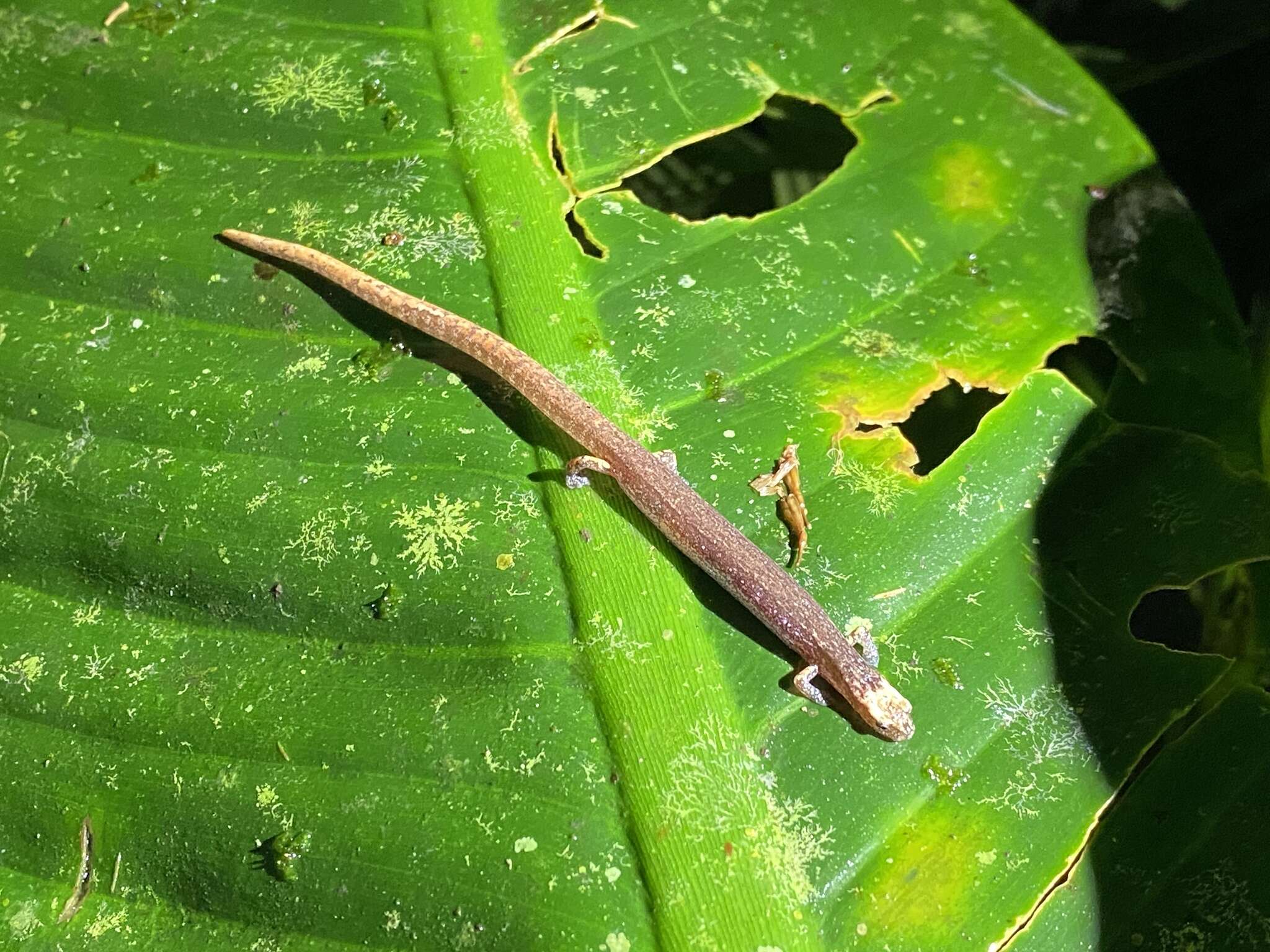 Image of Oedipina alleni Taylor 1954