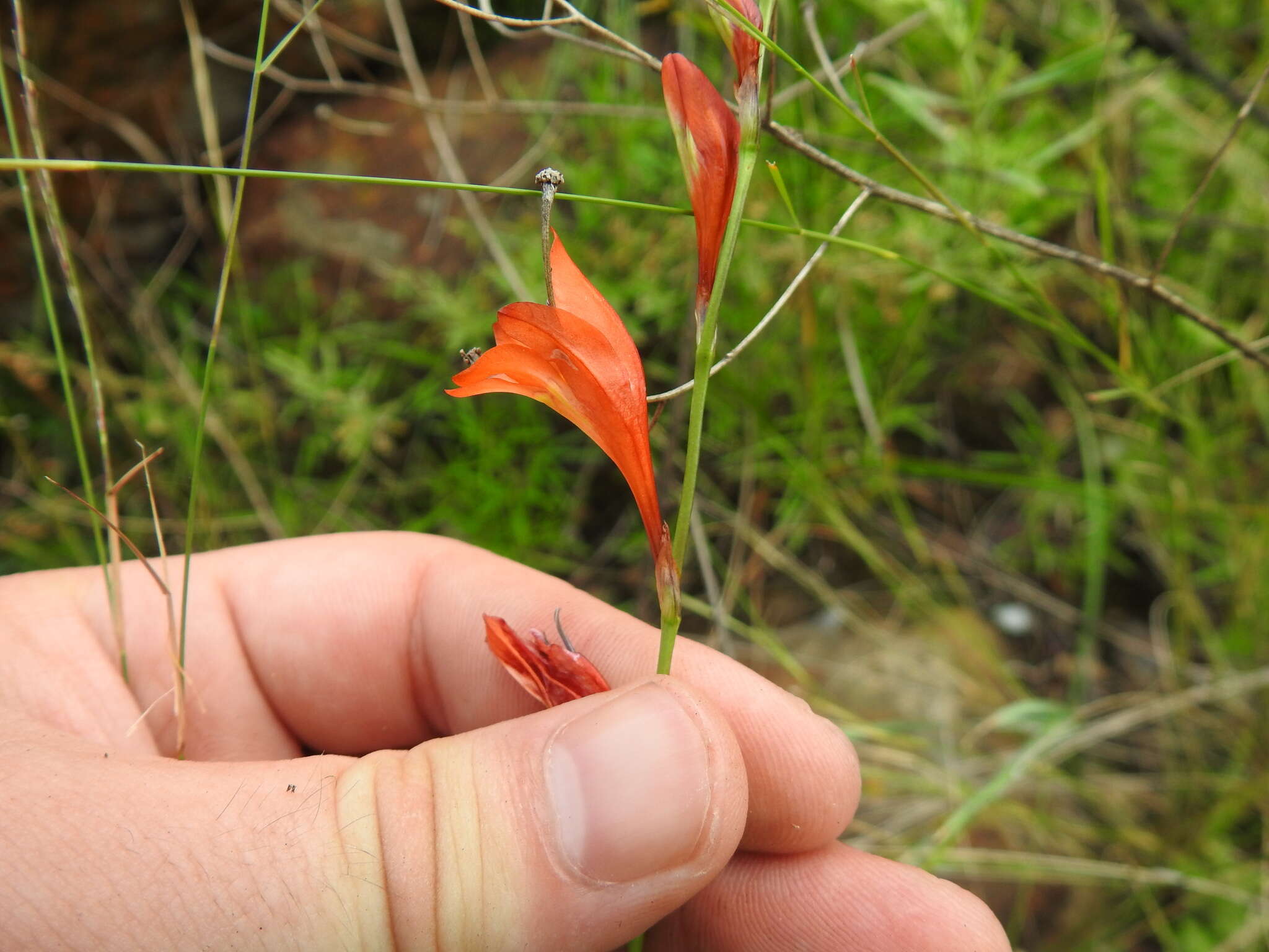 Image of Tritonia nelsonii Baker