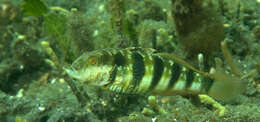 Image of Sphinx goby