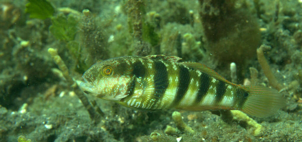 Image de Amblygobius sphynx (Valenciennes 1837)