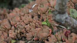 Image of Haworthia cymbiformis (Haw.) Duval