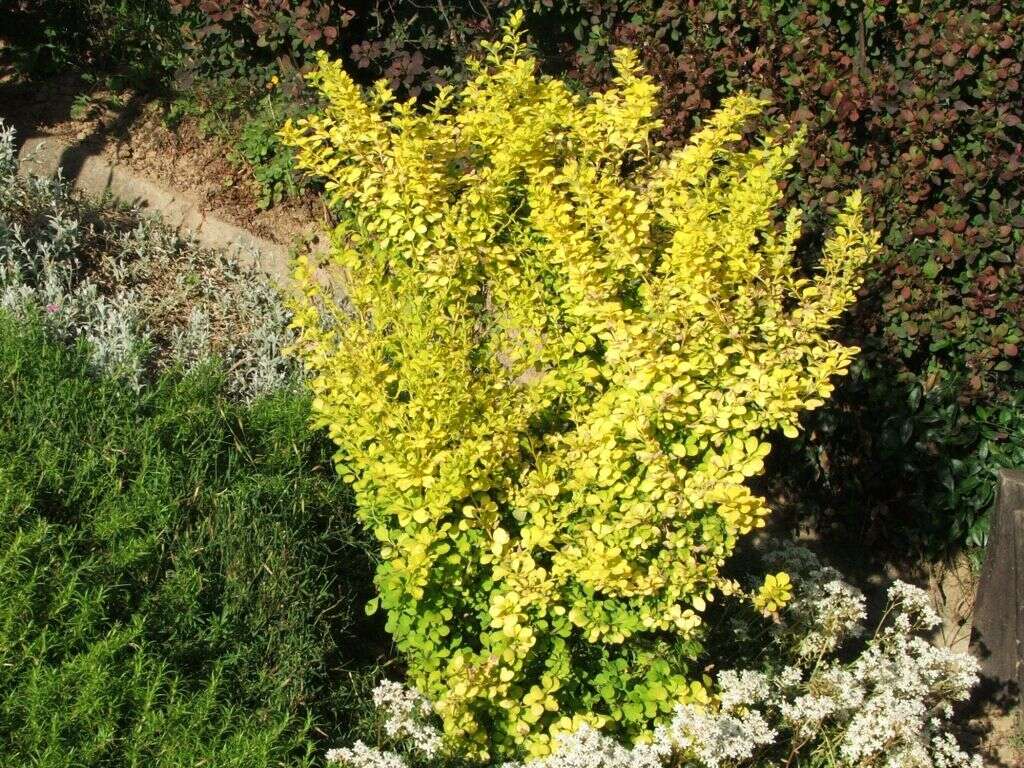 Image of Japanese barberry