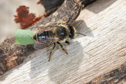 Image of Frigid Leaf-cutter Bee