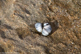 Image of Austrolittorina unifasciata (Gray 1826)