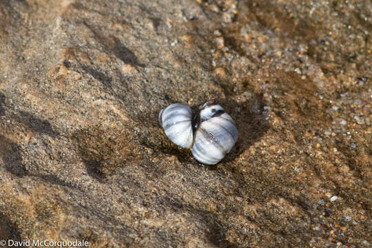 Imagem de Austrolittorina unifasciata (Gray 1826)