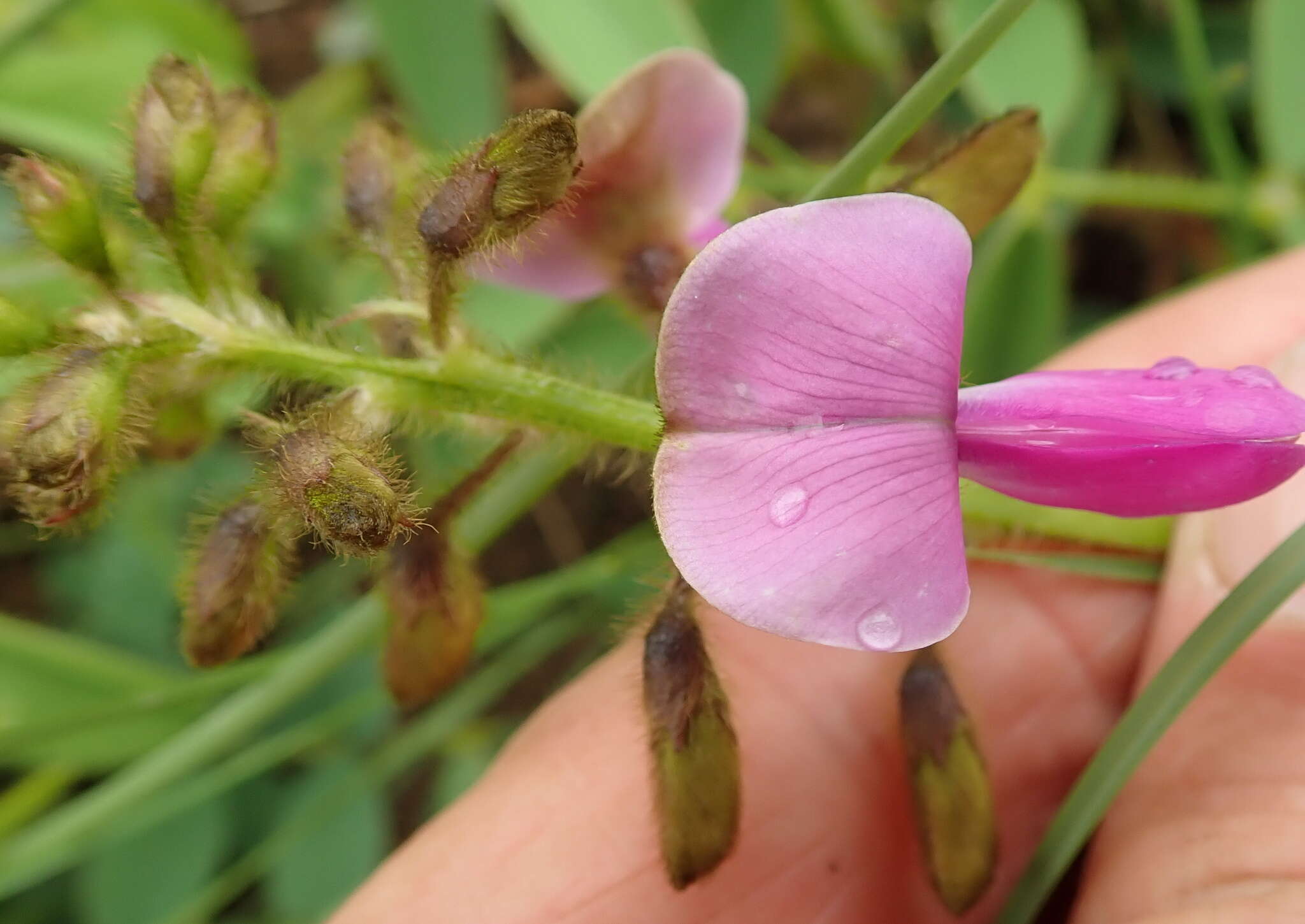 Tephrosia macropoda (E. Mey.) Harv.的圖片