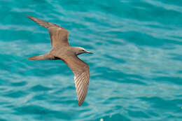 صورة Anous stolidus galapagensis Sharpe 1879