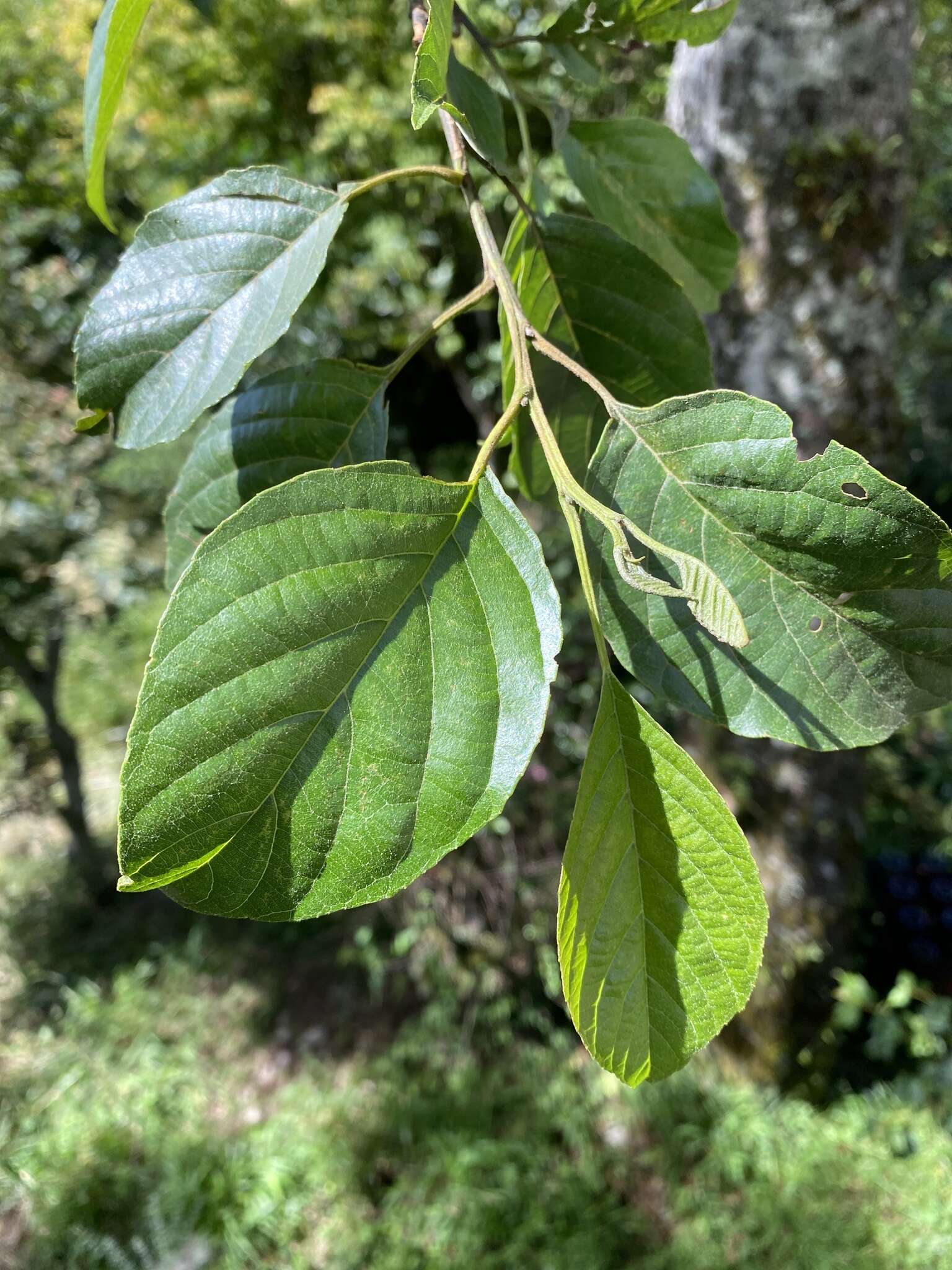 Imagem de Alnus formosana (Burkill) Makino