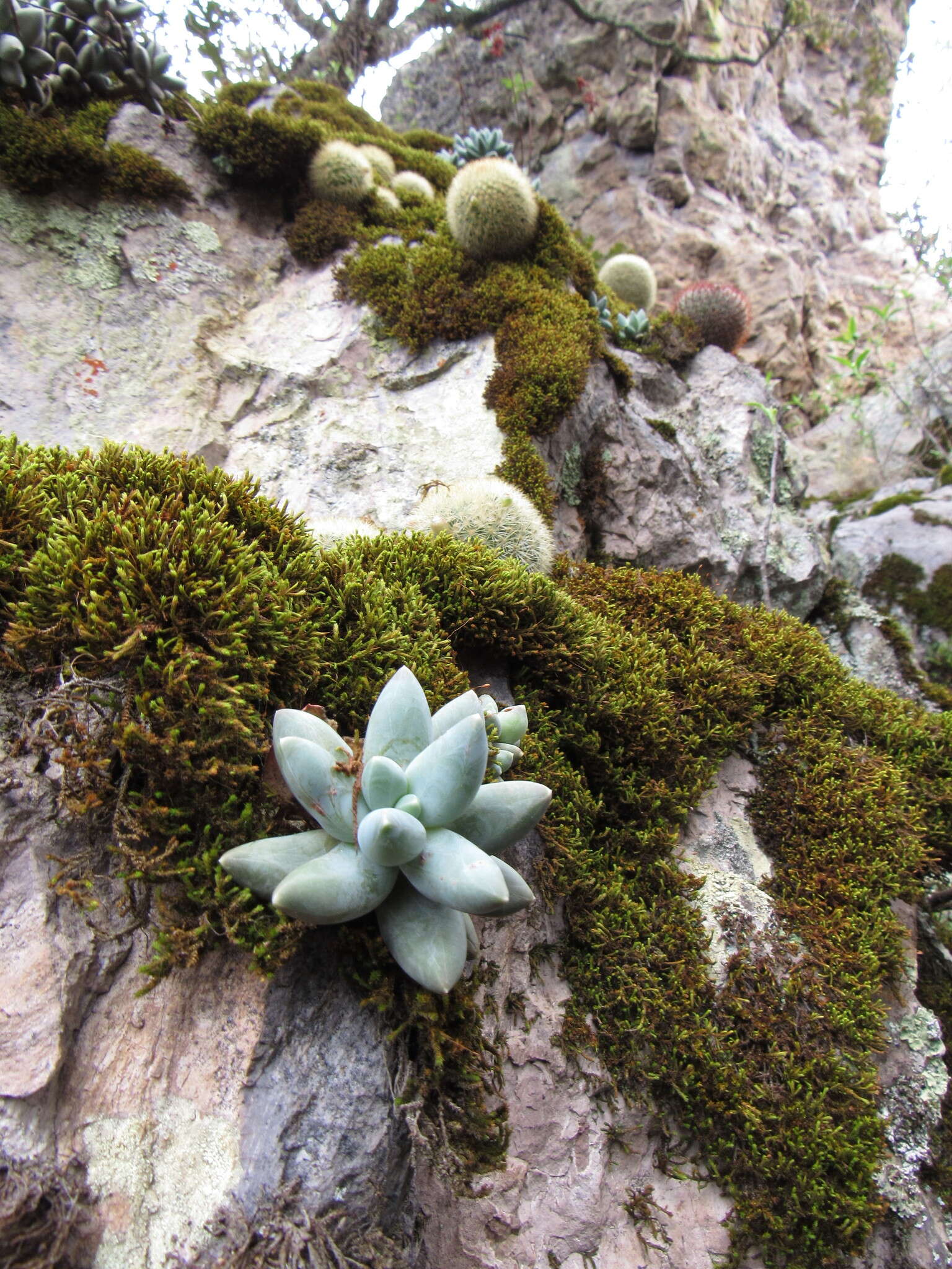 Image of Pachyphytum compactum Rose