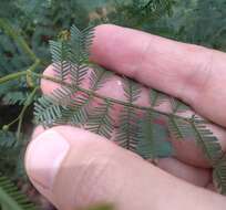 Image of South Wales wattle