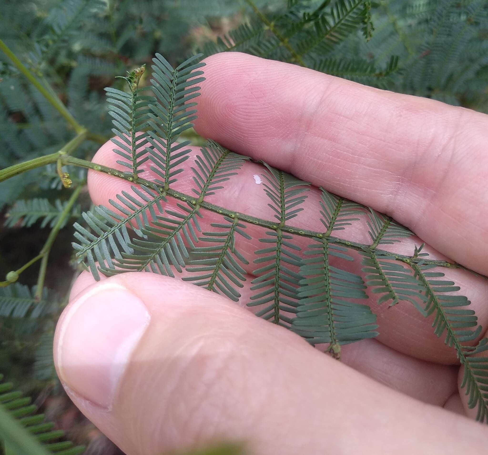 Acacia parramattensis Tindale的圖片