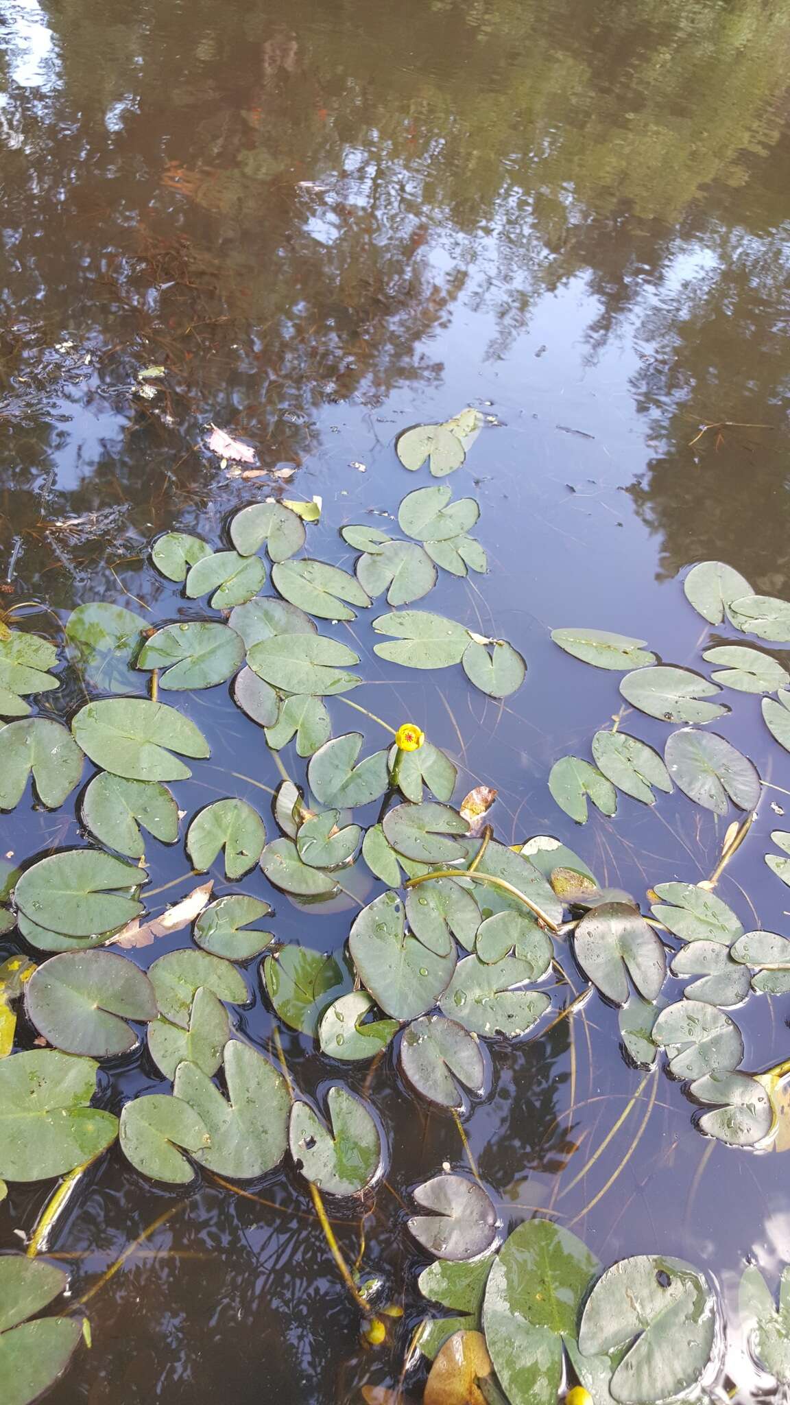 Plancia ëd Nuphar microphylla (Pers.) Fern.