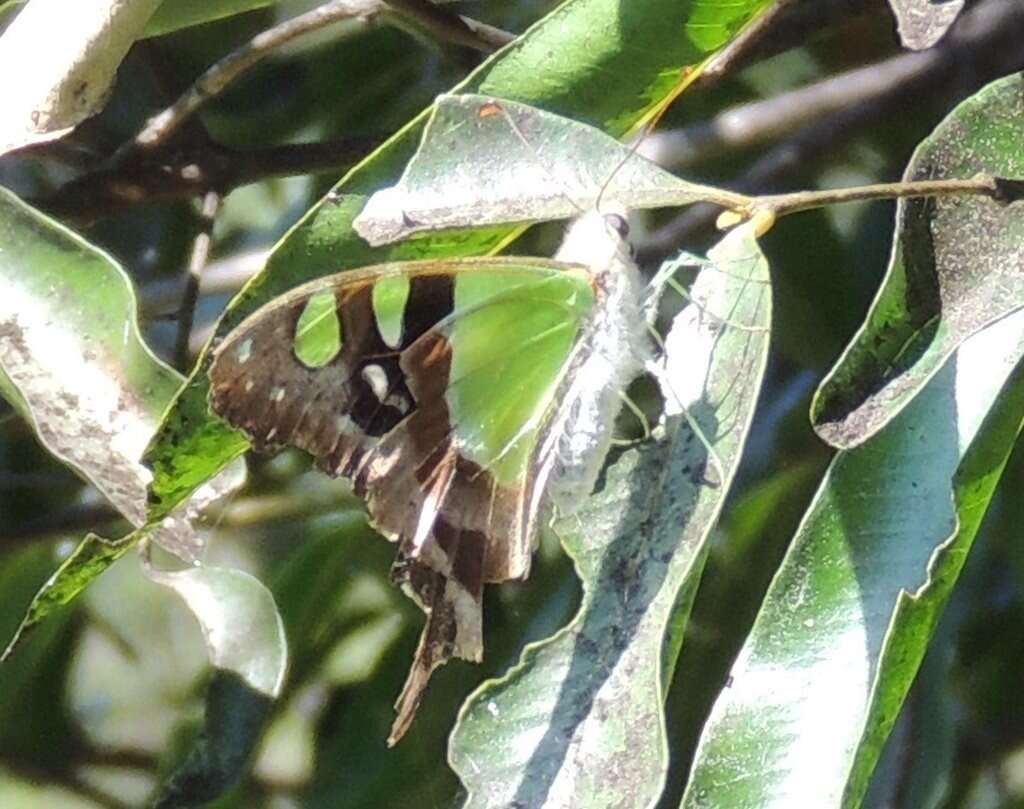 Слика од Graphium macleayanus (Leach 1814)