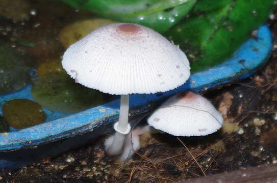 Image of Leucocoprinus ianthinus (Sacc.) P. Mohr 1994