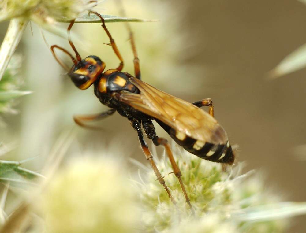 Image of Cryptocheilus octomaculatus (Rossi 1790)