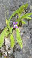 Image of Pinguicula longifolia DC.