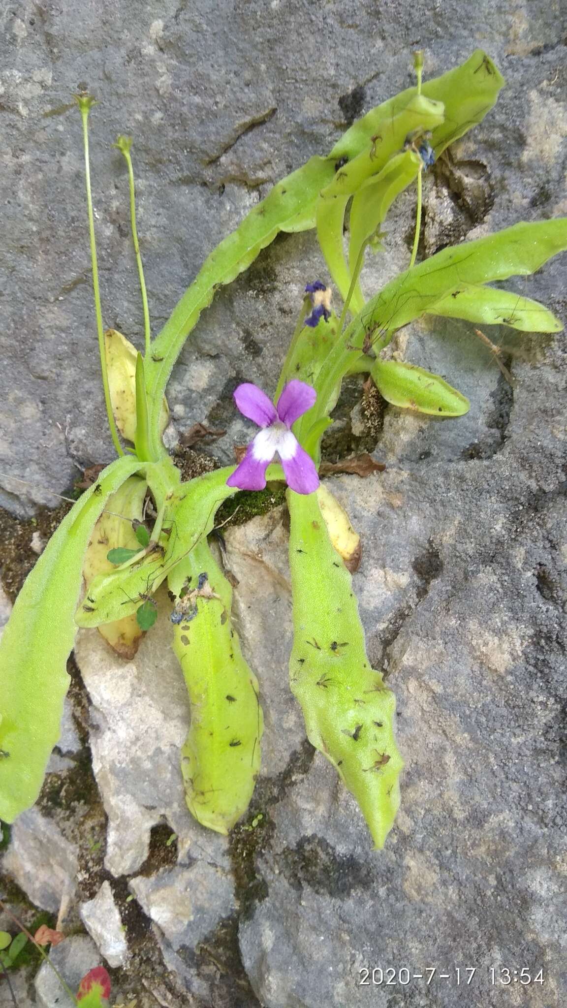 Image of Pinguicula longifolia DC.