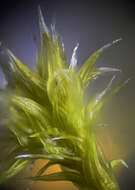 Image of racomitrium moss