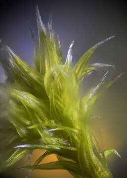 Image of racomitrium moss