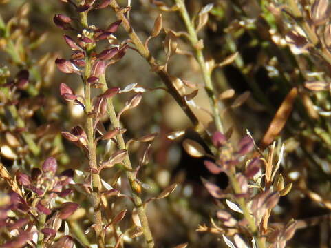 Image of Schinz's pepperweed