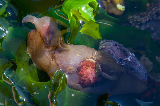 Image of Dwarf sea hare