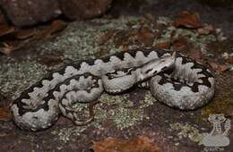 Image of Vipera ammodytes ammodytes (Linnaeus 1758)