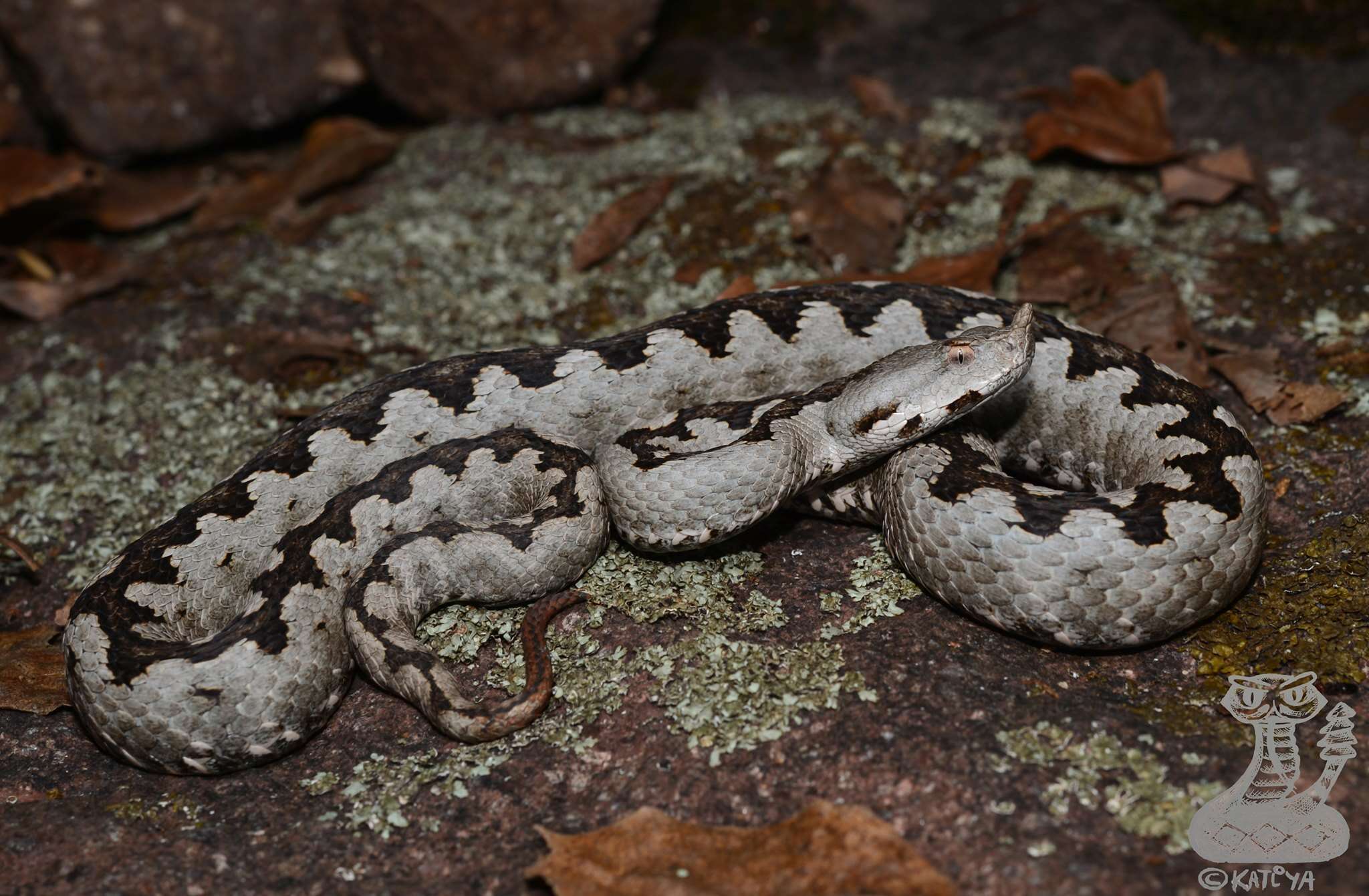 صورة Vipera ammodytes ammodytes (Linnaeus 1758)