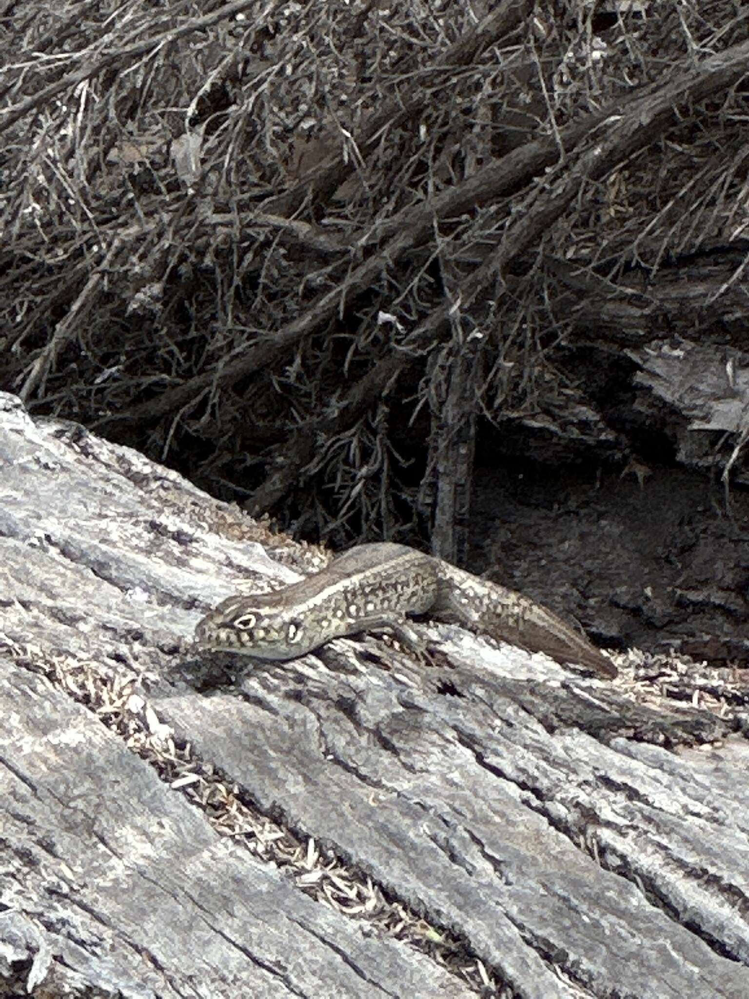 Image of South-western Rock-skink