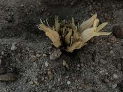 Image of California broomrape